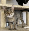 adoptable Cat in portland, IN named Tagata