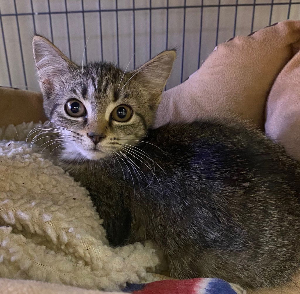 adoptable Cat in Portland, IN named Tagata