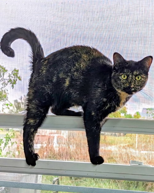 Shoestring, an adoptable Domestic Short Hair in Portland, IN