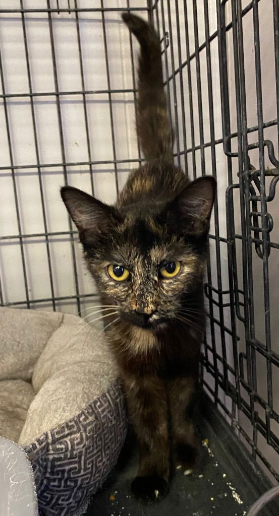 adoptable Cat in Portland, IN named Shoestring