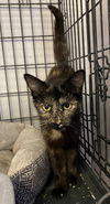 adoptable Cat in , IN named Shoestring