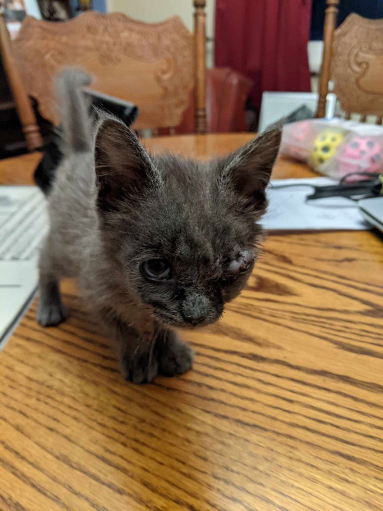 adoptable Cat in Portland, IN named Nayra