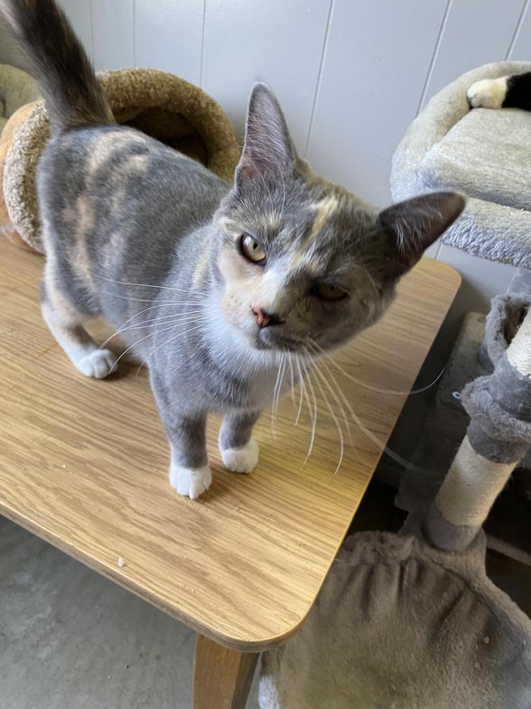 adoptable Cat in Portland, IN named Widget