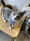 adoptable Cat in portland, IN named Widget