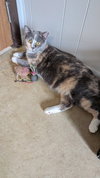 Widget - Photo 1