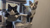 Widget - Photo 2