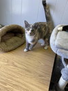 Widget - Photo 4