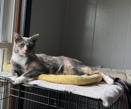 Widget, Adult Domestic Short Hair / Mixed, cat for adoption in Anderson, Indiana