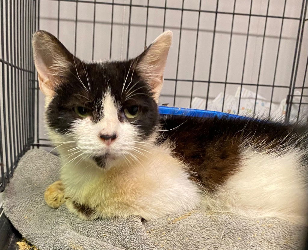 adoptable Cat in Portland, IN named Mouse