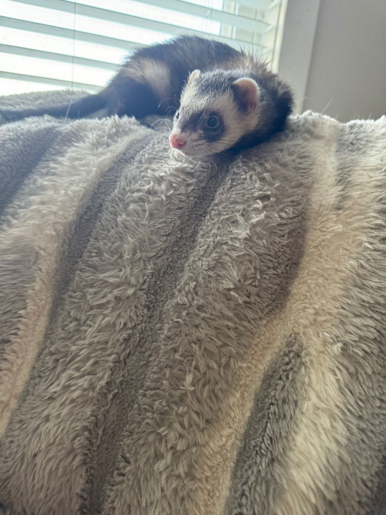 adoptable Ferret in Portland, IN named Jack