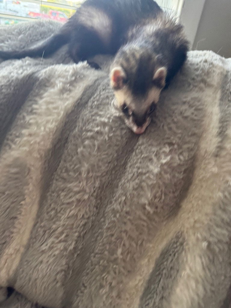 adoptable Ferret in Portland, IN named Janet