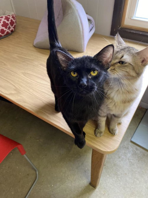 ANI - Domestic Short Hair available for adoption