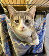 adoptable Cat in portland, IN named Heidi