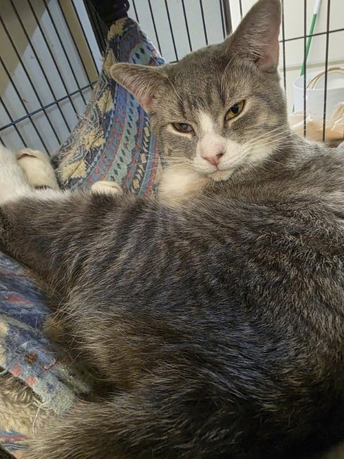 HEIDI - Domestic Short Hair available for adoption