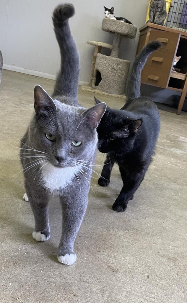 adoptable Cat in Portland, IN named Don Corleone