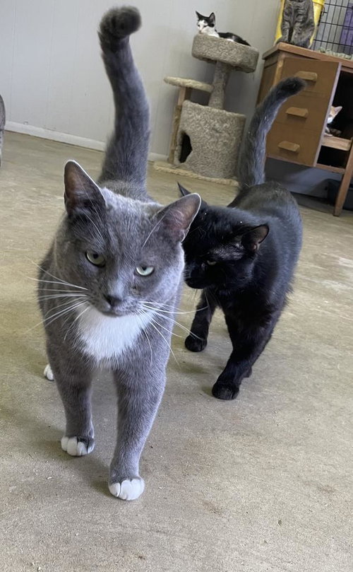 DON CORLEONE - Domestic Short Hair available for adoption