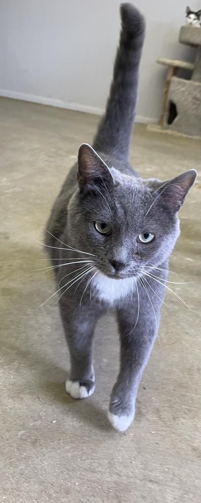 DON CORLEONE - Domestic Short Hair available for adoption