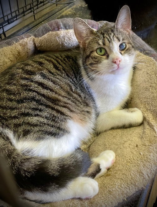LITTLE DEBBIE - Domestic Short Hair available for adoption