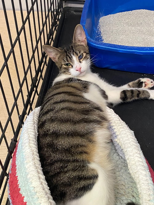 LITTLE DEBBIE - Domestic Short Hair available for adoption