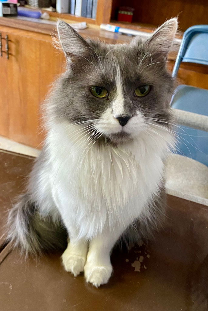 adoptable Cat in Portland, IN named Mirabel