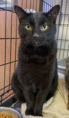 adoptable Cat in portland, IN named Jacky
