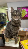adoptable Cat in portland, IN named Tootsie