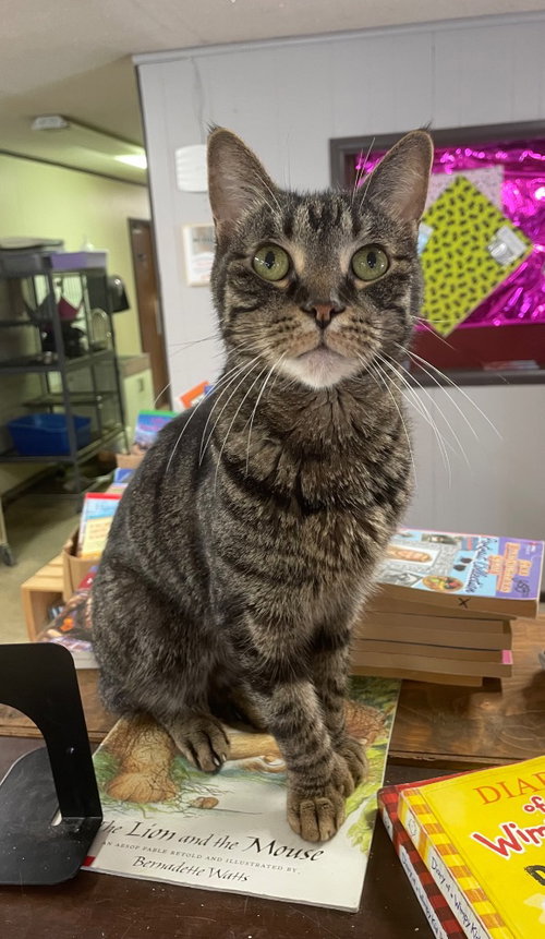 TOOTSIE - Domestic Short Hair available for adoption
