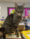 Tootsie - Photo 2