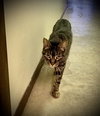 Tootsie - Photo 3