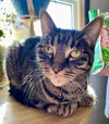 Tootsie - Photo 4