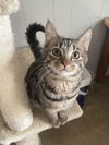 adoptable Cat in portland, IN named Triscuit