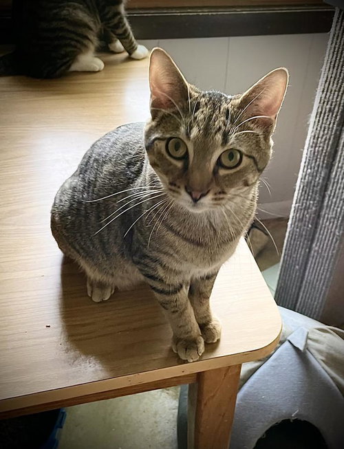 picture of the cat needing adoption