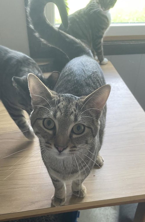 TONY - Domestic Short Hair available for adoption
