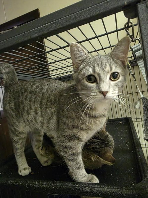 NADYA - Domestic Short Hair available for adoption