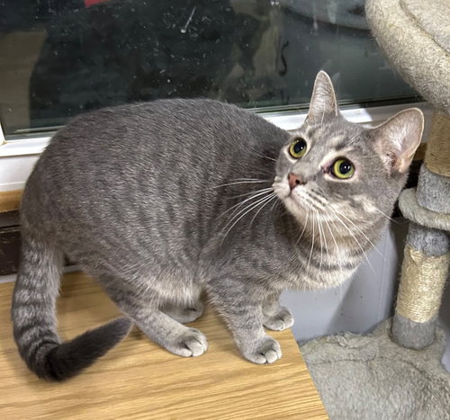 NADYA - Domestic Short Hair available for adoption