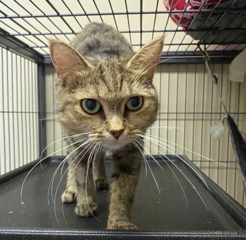 picture of the cat needing adoption