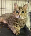 adoptable Cat in portland, IN named Cilka