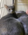 adoptable Cat in portland, IN named Cosmic Brownie