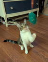 adoptable Cat in portland, IN named Hayatta