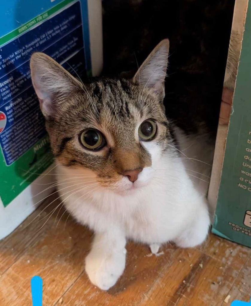 adoptable Cat in Portland, IN named Hayatta