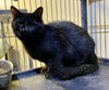adoptable Cat in portland, IN named Fudge Round