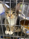 adoptable Cat in portland, IN named Nutty Buddy