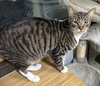 Nutty Buddy - Photo 1