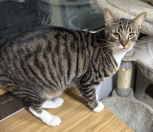 NUTTY BUDDY - Domestic Short Hair available for adoption