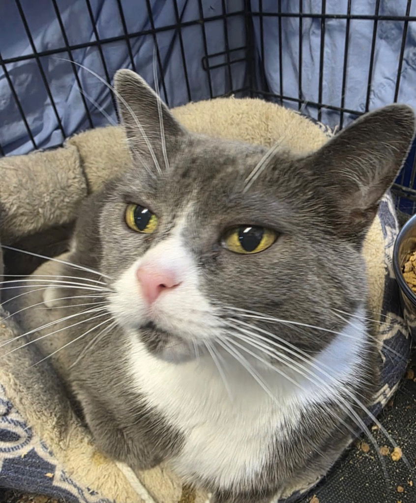 adoptable Cat in Portland, IN named Revi