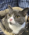 adoptable Cat in portland, IN named Revi