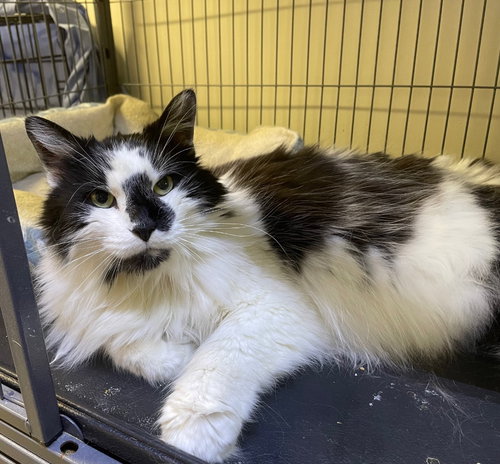 VENI - Domestic Long Hair available for adoption