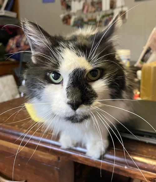 VENI - Domestic Long Hair available for adoption