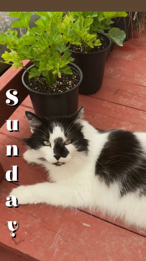 Veni, a cat for adoption from Midwest Pet Refuge