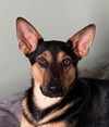 adoptable Dog in portland, IN named Reo